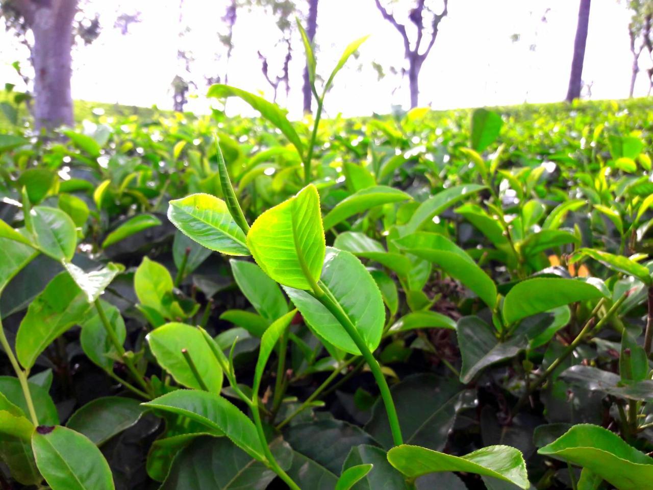 Green Paradise Ела Екстериор снимка